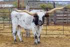 Longhorn bull on a ranch in Arizona, USA. Art Print